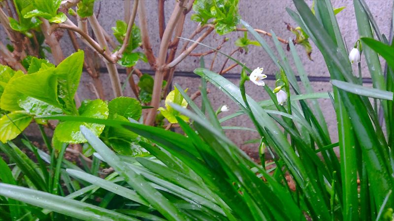 春雨じゃ、濡れてまいろう