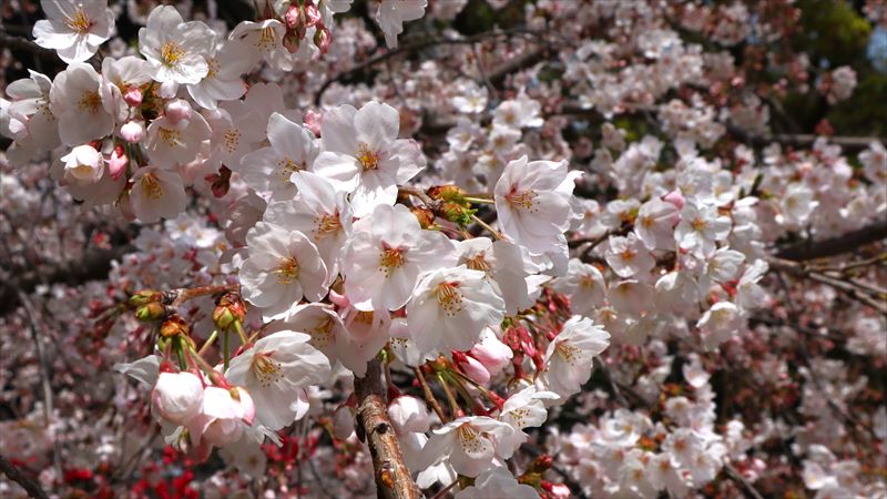 SAKURA サクラ 桜
