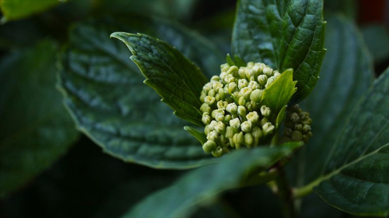 紫陽花