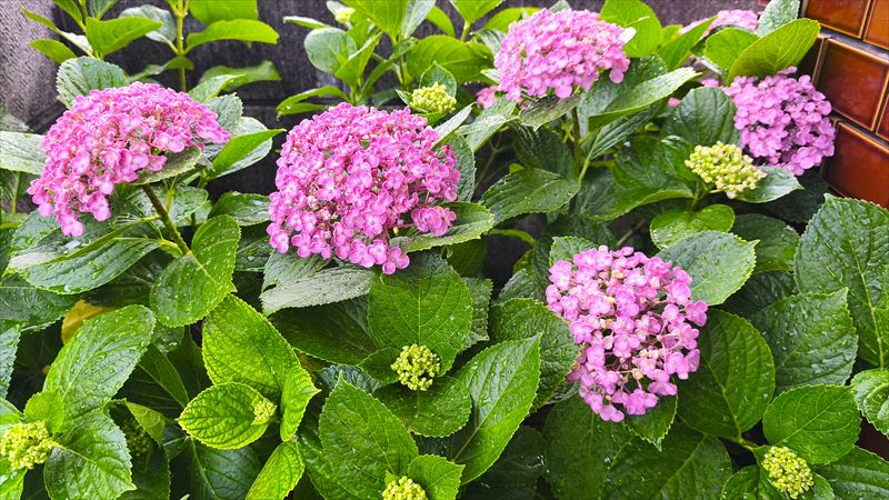 紫陽花・あじさい