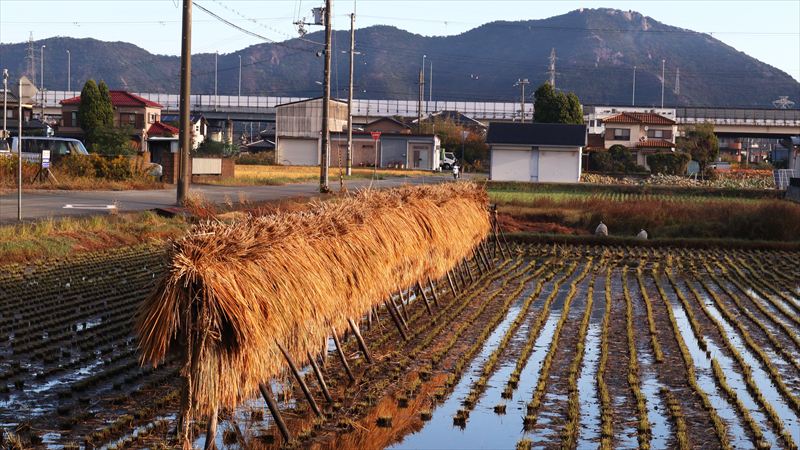 稲架掛け