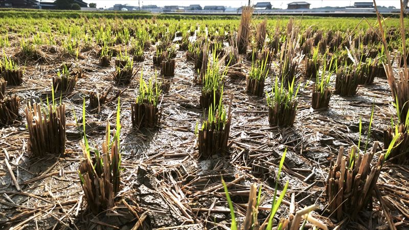 ヒコバエ（蘖）