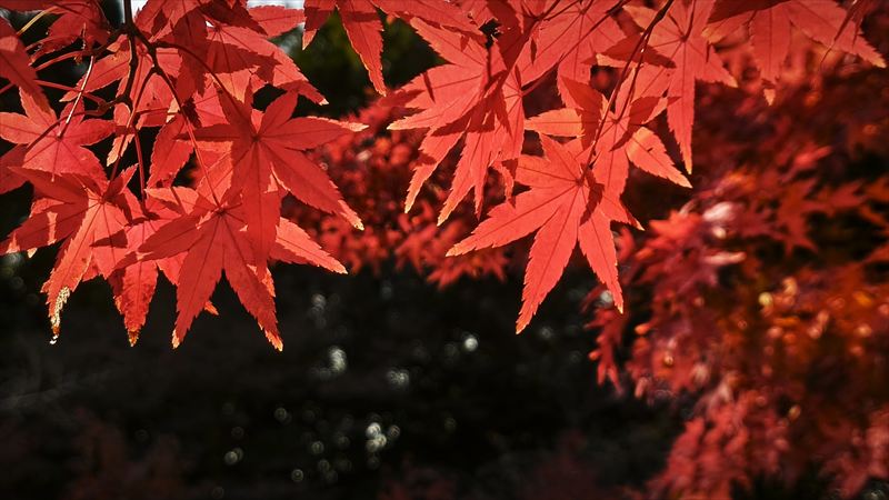 紅葉・太山寺