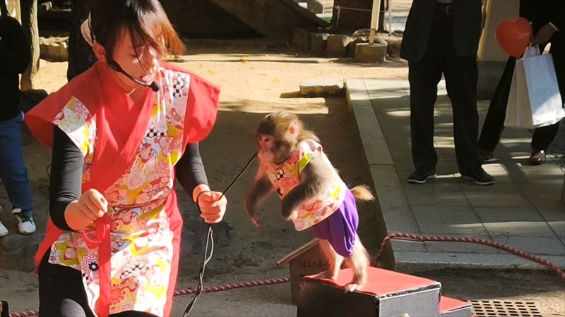 猿回し 楠公さん