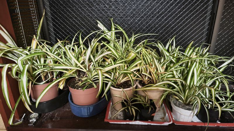 閉塞而成冬…寒波